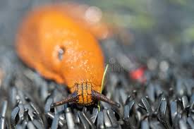 Attēlu rezultāti vaicājumam “Arion lusitanicus adult”