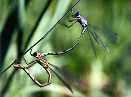 Attēlu rezultāti vaicājumam “Lestidae”