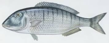 Image result for Lithognathus mormyrus