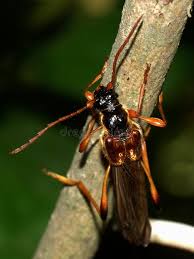 Attēlu rezultāti vaicājumam “Necydalis major”