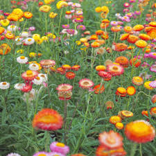 Image result for Strohblume