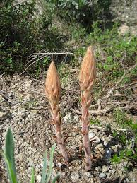 Attēlu rezultāti vaicājumam “Orobanche elatior bud”
