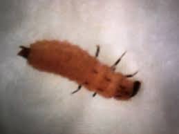 Attēlu rezultāti vaicājumam “Malachidae”