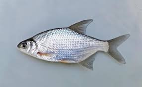 Image result for Blicca bjoerkna