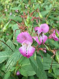 Image result for Impatiens glandulifera