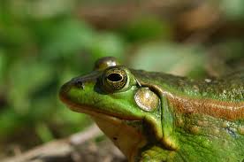 Attēlu rezultāti vaicājumam “Pelophylax”