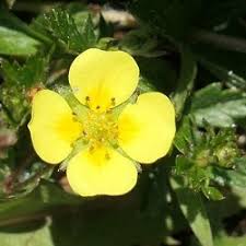 Image result for Potentilla erecta