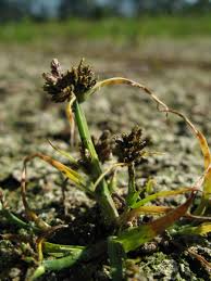 Attēlu rezultāti vaicājumam “Cyperus fuscus fruit”