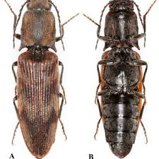 Attēlu rezultāti vaicājumam “Harminius undulatus”