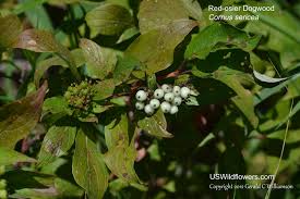 Attēlu rezultāti vaicājumam “Cornus sericea fruit”
