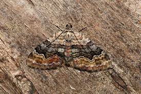 Attēlu rezultāti vaicājumam “Xanthorhoe quadrifasiata”