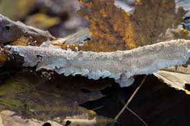 Attēlu rezultāti vaicājumam “Irpex lacteus”