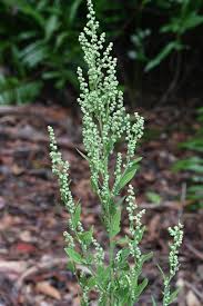 Image result for Chenopodium album