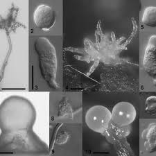 Attēlu rezultāti vaicājumam “Cribrariaceae”