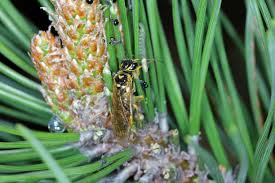 Attēlu rezultāti vaicājumam “Diprion pini male”