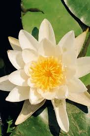 Attēlu rezultāti vaicājumam “Nymphaea candida leaf”