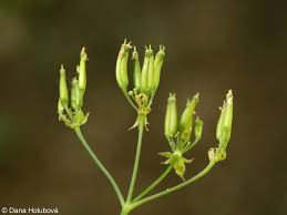 Attēlu rezultāti vaicājumam “Anthriscus sylvestris bud”