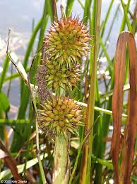 Attēlu rezultāti vaicājumam “Sparganiaceae”