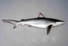 Image result for Carcharhinus isodon