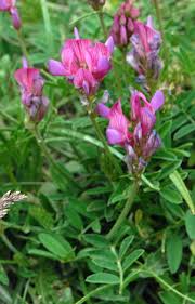 Attēlu rezultāti vaicājumam “Onobrychis arenaria leaf”