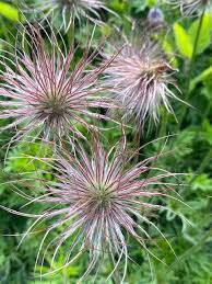 Attēlu rezultāti vaicājumam “Pulsatilla patens leaf”
