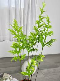 「綠羽毛」的圖片搜尋結果