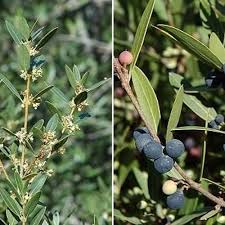 Attēlu rezultāti vaicājumam “Poa angustifolia fruit”