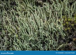 Attēlu rezultāti vaicājumam “Cladonia coniocraea”
