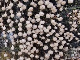 Attēlu rezultāti vaicājumam “Phleogena faginea young”