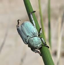 Attēlu rezultāti vaicājumam “Hoplia parvula imago”