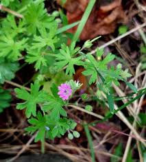 Attēlu rezultāti vaicājumam “Geranium pusillum leaf”