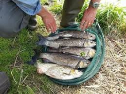 Image result for Plough Angling Society