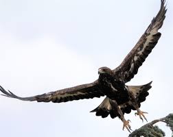 Attēlu rezultāti vaicājumam “Aquila chrysaetos”