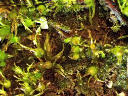 Attēlu rezultāti vaicājumam “Ephemerum serratum”