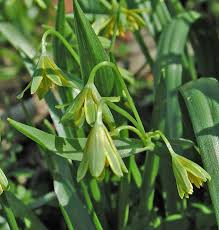 Attēlu rezultāti vaicājumam “Gagea lutea leaf”