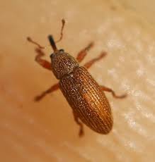 Attēlu rezultāti vaicājumam “Brachonyx pineti”