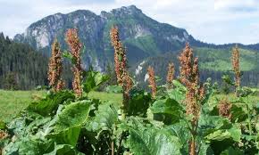 Attēlu rezultāti vaicājumam “Rumex aquaticus fruit”