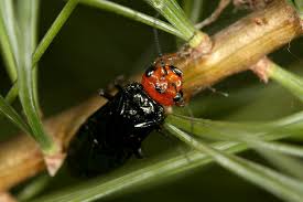 Attēlu rezultāti vaicājumam “Acantholyda erythrocephala”