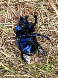 Attēlu rezultāti vaicājumam “Geotrupes”