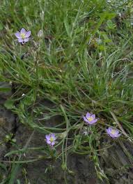 Attēlu rezultāti vaicājumam “Spergularia rubra”