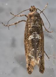 Attēlu rezultāti vaicājumam “Acrolepiopsis assectella”