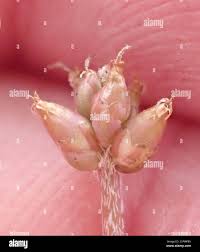 Attēlu rezultāti vaicājumam “Plantago uniflora flower”