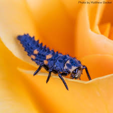 Attēlu rezultāti vaicājumam “Coccinella septempunctata larva”
