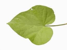 Attēlu rezultāti vaicājumam “Solanum tuberosum leaf”