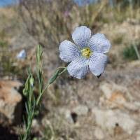 Image result for Linum usitatissimum