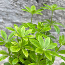 Attēlu rezultāti vaicājumam “Galium odoratum leaf”