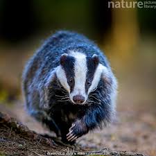 Attēlu rezultāti vaicājumam “Meles meles”