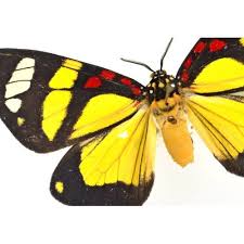 Attēlu rezultāti vaicājumam “Geometridae”