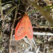 Attēlu rezultāti vaicājumam “Miltochrista miniata”