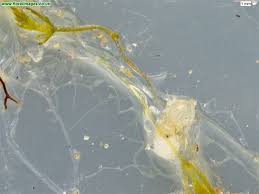 Attēlu rezultāti vaicājumam “Chara aspera”